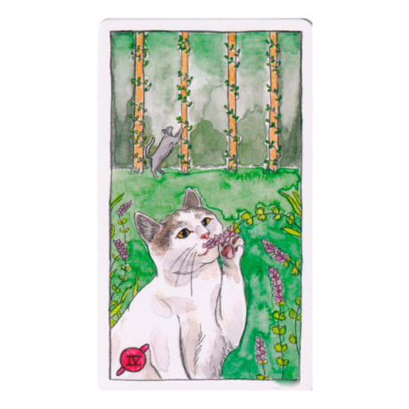 Cat Tarot. Таро Котиков